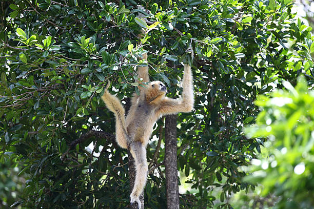 istock Monkeys are busy with their chores, Thailand 617896154