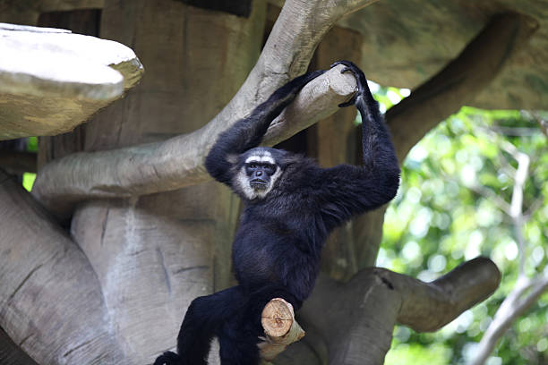 istock Monkeys are busy with their chores, Thailand 617896224