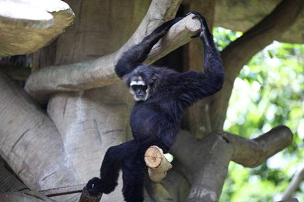 istock Monkeys are busy with their chores, Thailand 617896340