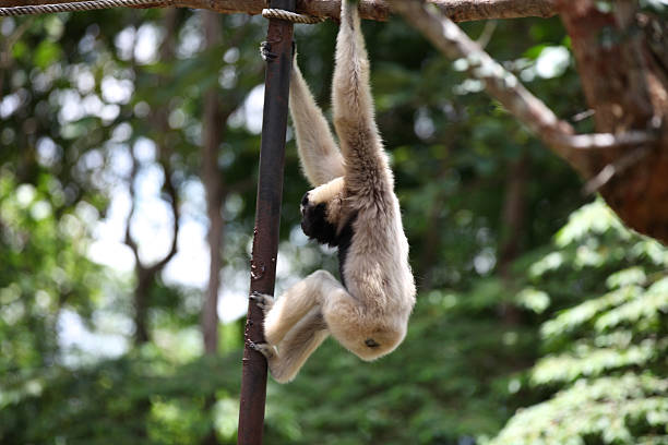 istock Monkeys are busy with their chores, Thailand 617896400