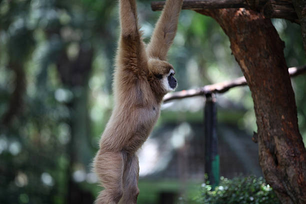 istock Monkeys are busy with their chores, Thailand 617896458