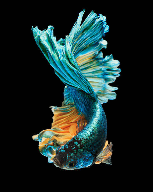 betta fish stock photo