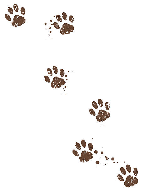 Dog tracks Dog tracks with muds on isolated background. puppy stock illustrations