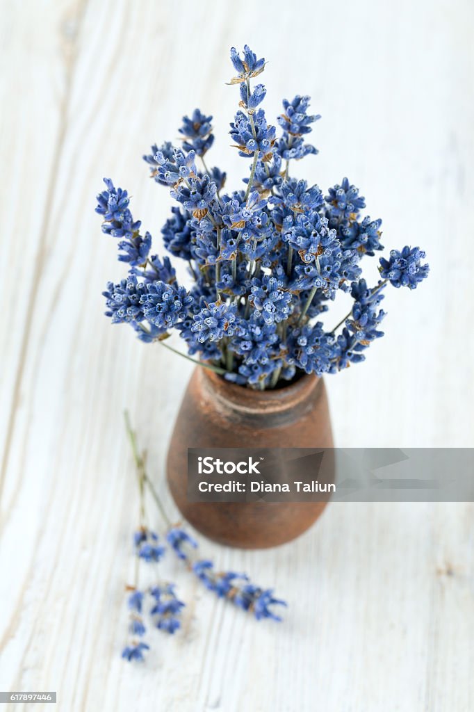 dried lavender in a miniature clay vase dried lavender in a miniature clay vase on wooden surface Lavender - Plant Stock Photo