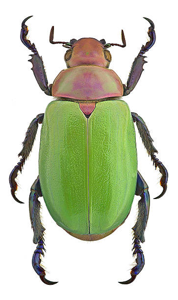 istock Chrysina erubescens isolated on white 617900018
