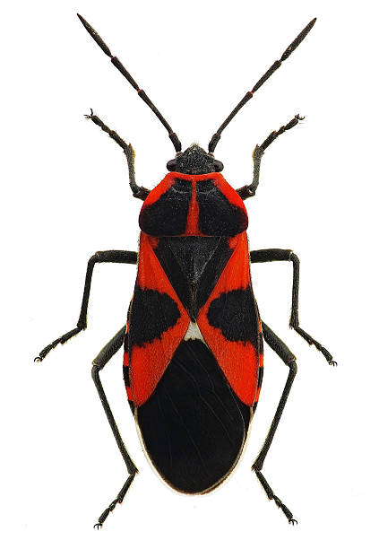 istock Tropidothorax leucopterus, a milkweed bug from Europe 617900066