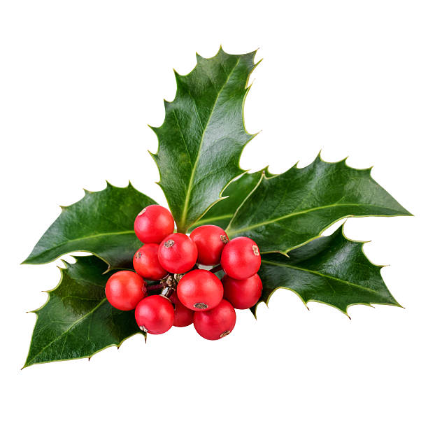 istock Holly berries and leaves on white in closeup 617900498