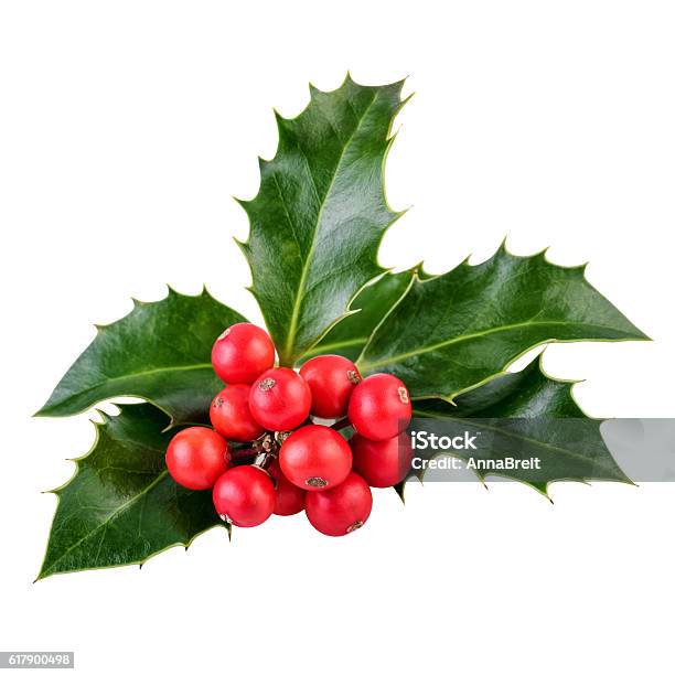 Holly Berries And Leaves On White In Closeup Stock Photo - Download Image Now - Holly, Christmas, Branch - Plant Part