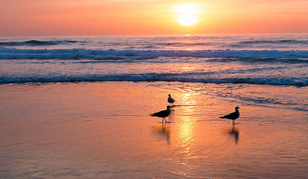 istock Sunset at the beach in Portugal 617901564