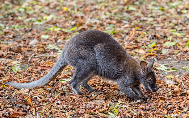 canguru bennett 's (dendrolagus bennettianus) está sentado em folhas de outono - kangaroo animal humor fun - fotografias e filmes do acervo