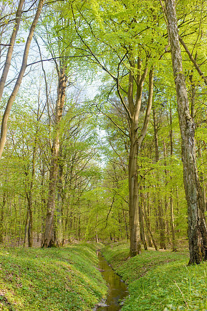 istock Water trench in the forest 617902344