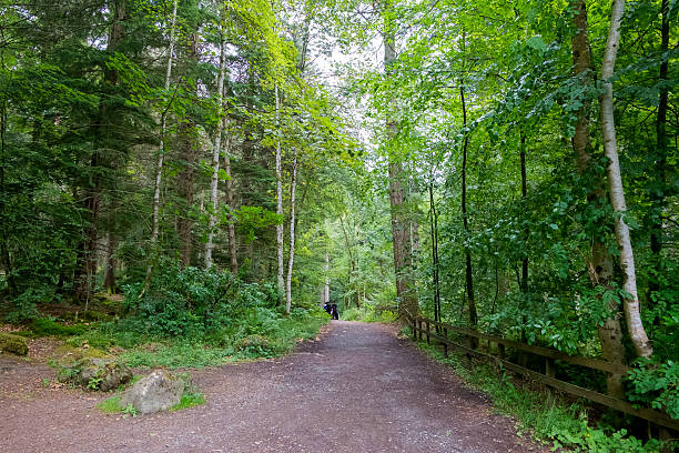 istock Path through the Hermitage Wood, Scotland 617902706