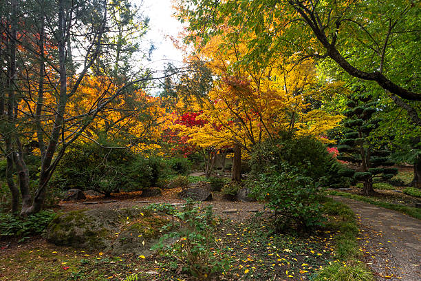 istock Fall colors in Japanese Garden 617903510