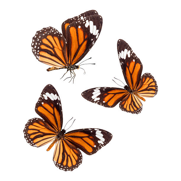 istock Beautiful flying butterflies 617906374
