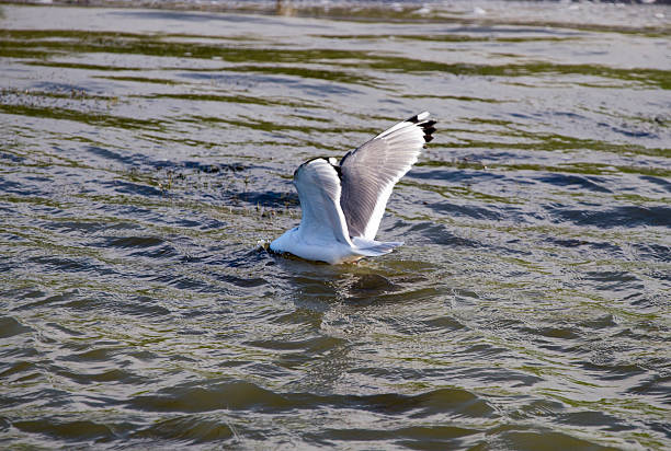 Tern diiving  for food in pond Canada