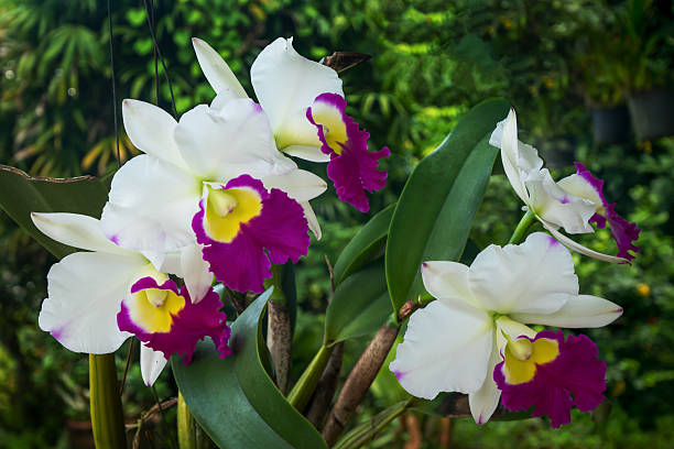 istock White and Purple Cattleya orchids 617906582