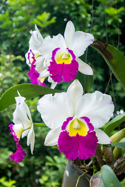 White and Purple Cattleya orchids