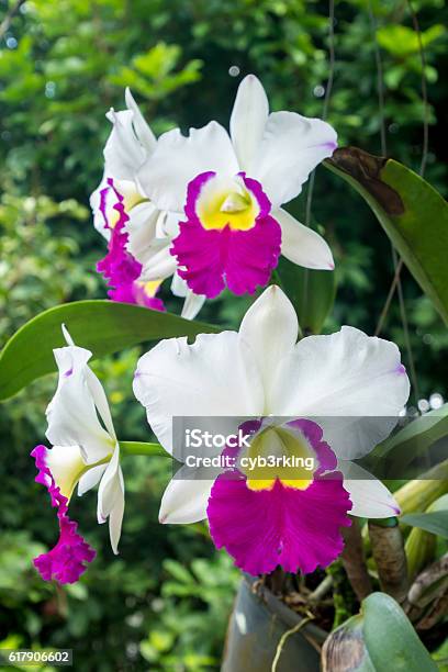 Foto de Orquídeas Cattleya Brancas E Roxas e mais fotos de stock de Cattleya  - Cattleya, Orquídea, Amarelo - iStock