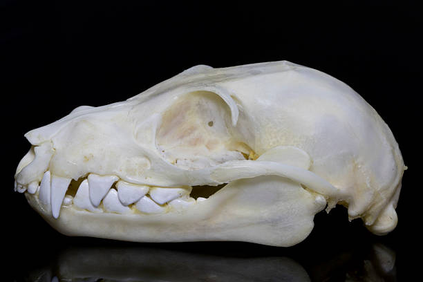 istock Flying Fox - Giant Bat Skull on Black Background 617907890