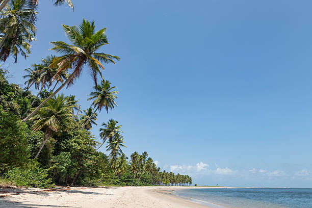 istock Palm trees in Porto de Galinhas, Recife, Pernambuco - Brazil 617909072