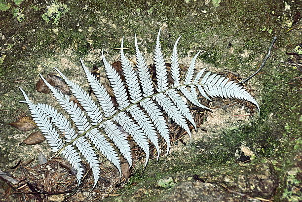 20+ Silver Fern Growing In Rainforest In New Zealand Stock Photos