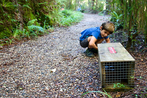 niño con trampa de depredador en national parkland, nueva zelanda - kahurangi fotografías e imágenes de stock