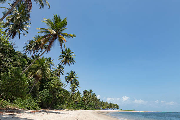 istock Palm trees in Porto de Galinhas, Recife, Pernambuco - Brazil 617909586