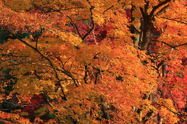 istock Fall. Autumn at Yasehieizanguchi 617909802