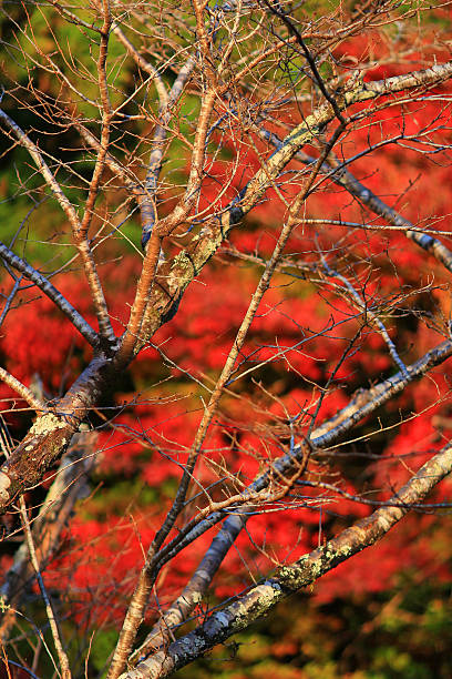 istock Fall. Autumn at Yasehieizanguchi 617909864
