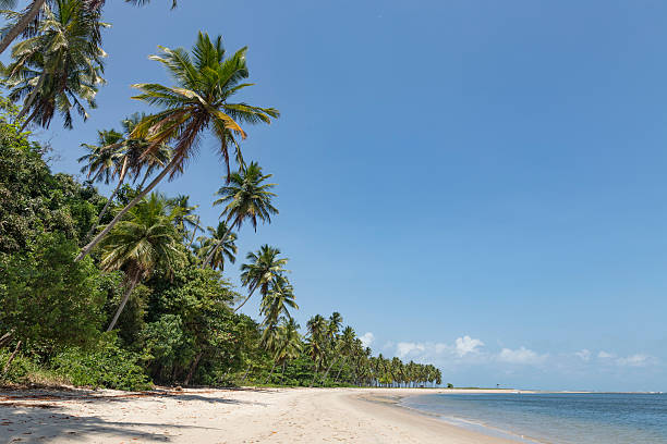 istock Palm trees in Porto de Galinhas, Recife, Pernambuco - Brazil 617910060