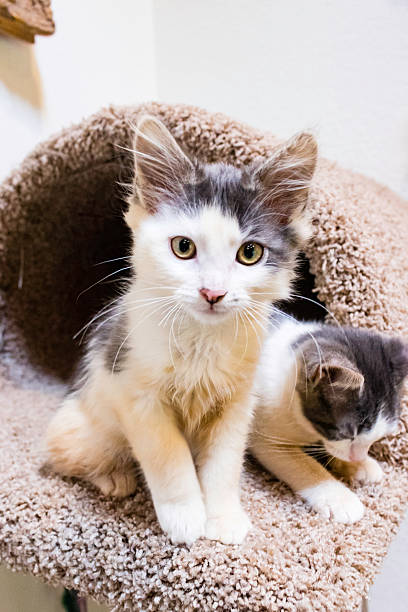istock Male Calico Kittens Playing 617910164