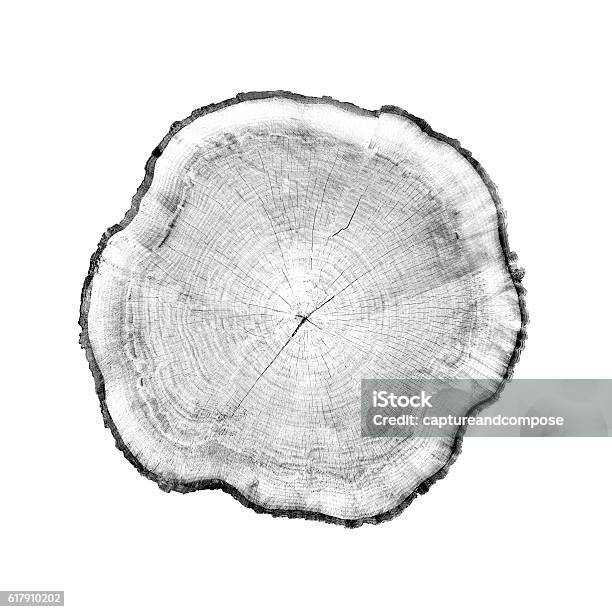 Graustufenholz Querschnitt Zeigt Baum Ringe Stockfoto und mehr Bilder von Stamm - Stamm, Querschnitt, Holz