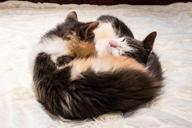 istock Male Calico Kittens Playing 617910480