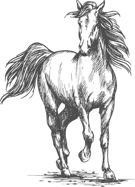 White horse freely running portrait White horse running free gait. Wild mustang stallion walks against wind with waving mane and tail. Vector sketch portrait wild animal running stock illustrations
