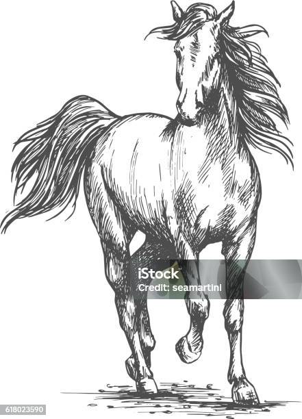 White Horse Freely Running Portrait Stock Illustration - Download Image Now - Horse, Illustration, Sketch