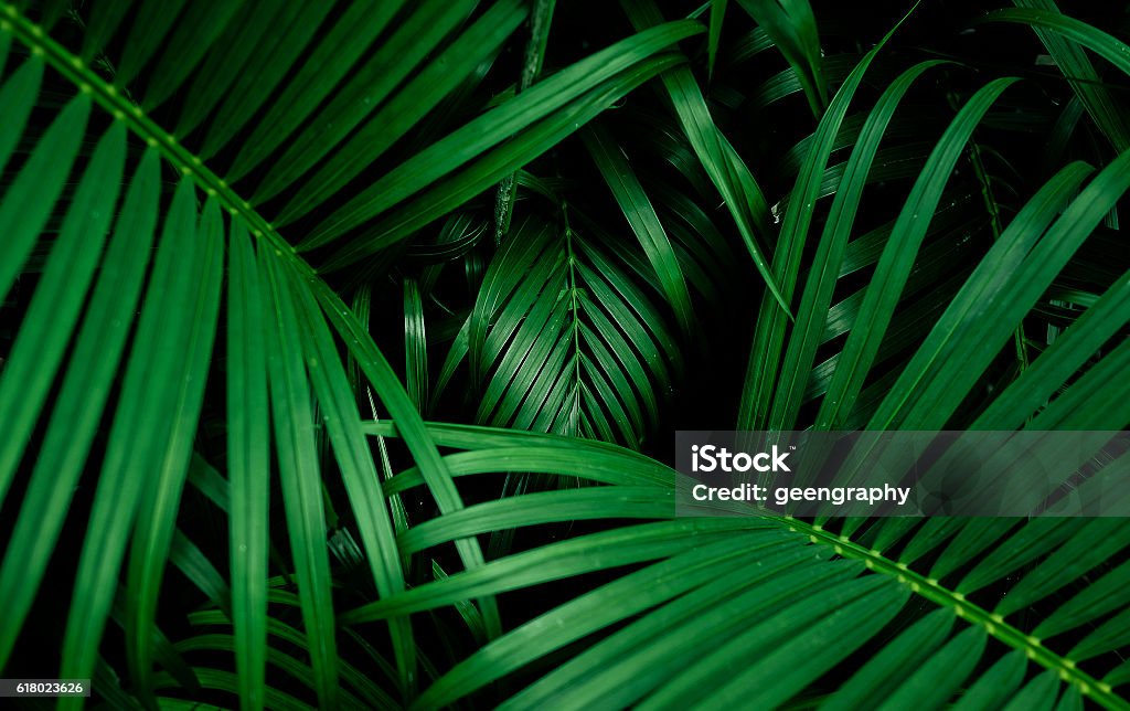 Hermosa hoja de palma. vista superior - Foto de stock de Palmera libre de derechos