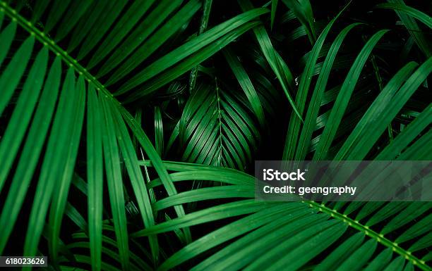 Beautiful Palm Leaf Top View Stock Photo - Download Image Now - Palm Tree, Leaf, Plant