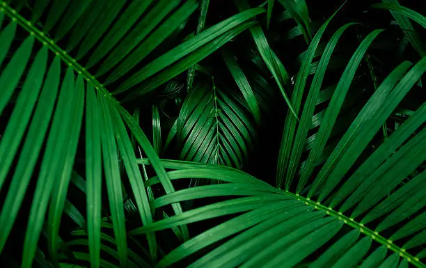 Photo of Beautiful palm leaf. top view