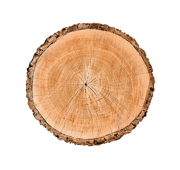istock Isolated cut wood tree stump slice with cracks and rings 618024256