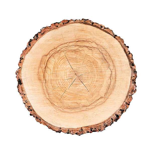 istock Isolated cut wood tree stump slice with cracks and rings 618024290