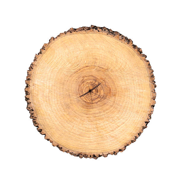 istock Isolated cut wood tree stump slice with cracks and rings 618024362