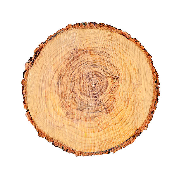 istock Isolated cut wood tree stump slice with cracks and rings 618024380