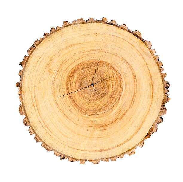 istock Isolated cut wood tree stump slice with cracks and rings 618024552