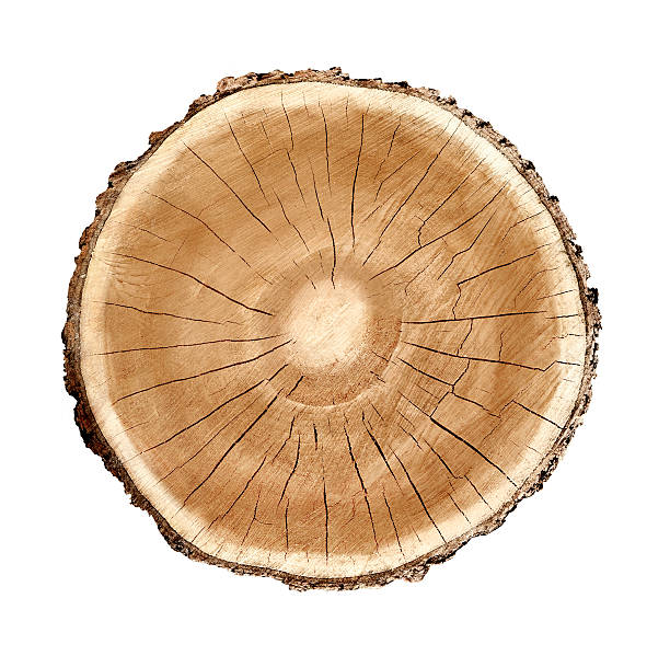 istock Isolated cut wood tree stump slice with cracks and rings 618024610