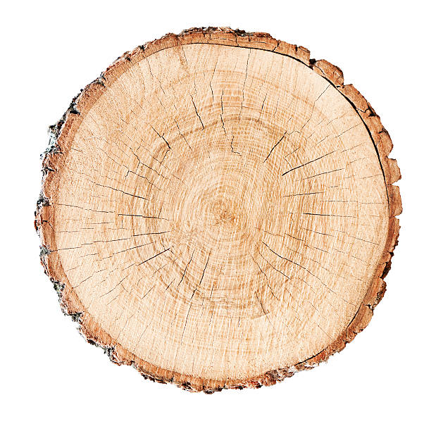 istock Isolated cut wood tree stump slice with cracks and rings 618024654