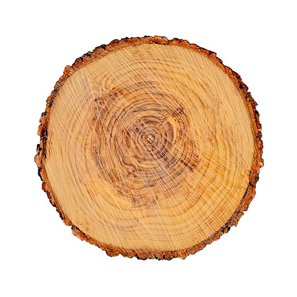 istock Isolated cut wood tree stump slice with cracks and rings 618024802