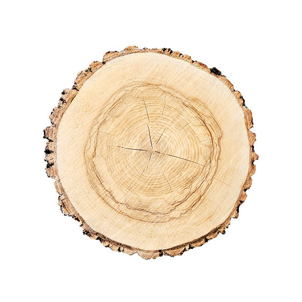 istock Isolated cut wood tree stump slice with cracks and rings 618024824