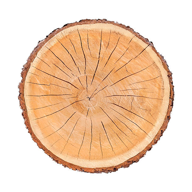 istock Isolated cut wood tree stump slice with cracks and rings 618024866