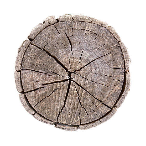 istock Isolated cut wood tree stump slice with cracks and rings 618024884