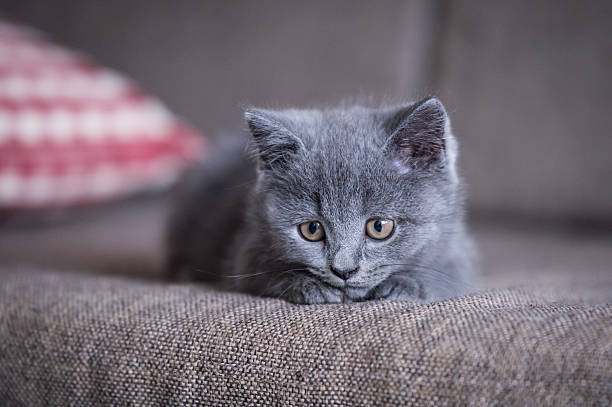istock The grey shorthair kitten 618025634